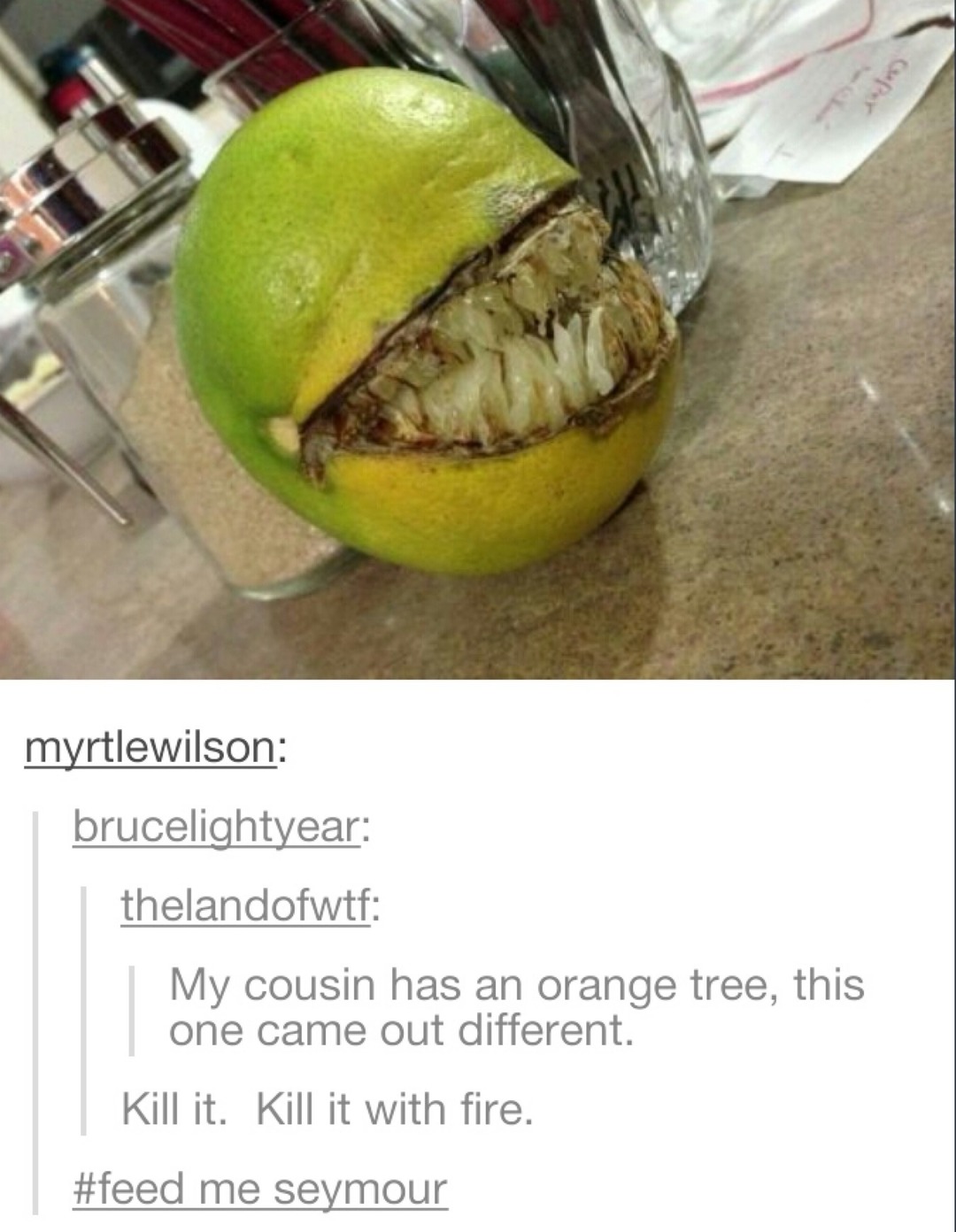 My cousin has an orange tree, this one came out different. Kill it. Kill it with fire. #feed me seymour