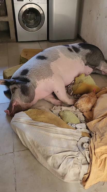 Un cerdo grande yace en el suelo junto a una gallina.