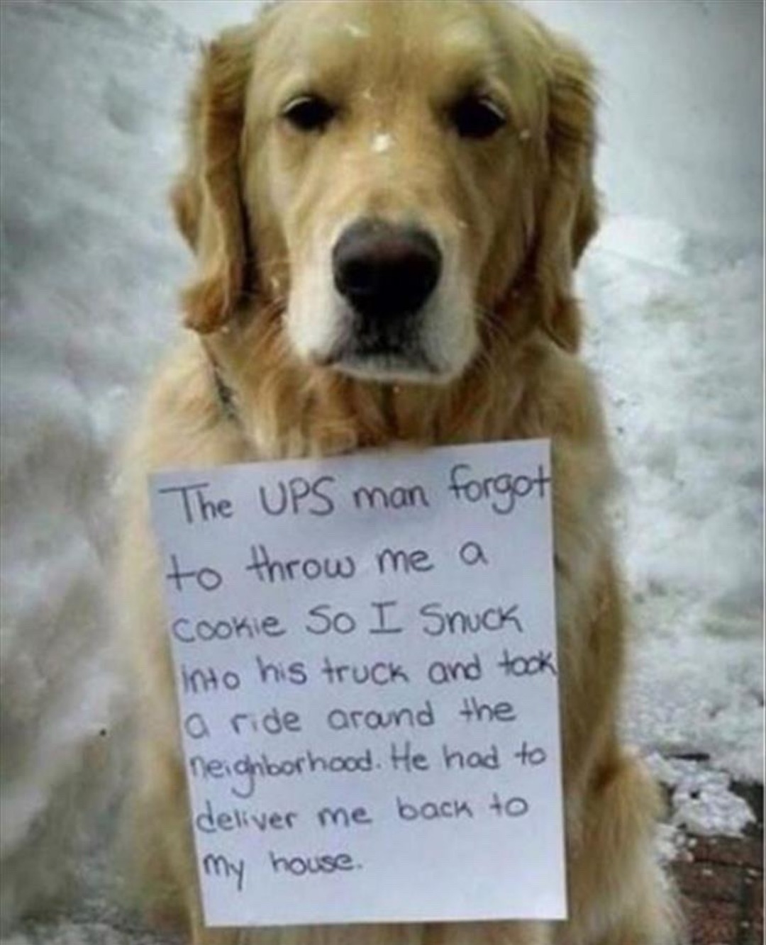 The UPS man forgot to throw me a cookie So I Snuck Into his truck and took a ride around the neighborhood. He had to deliver me back to my house.