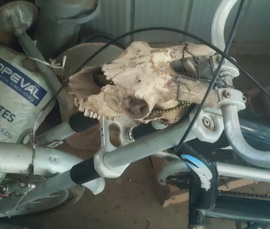 OPEVAL SOMOS LIDERES. Un cráneo de animal, probablemente de vaca, montado en el manillar de una bicicleta.