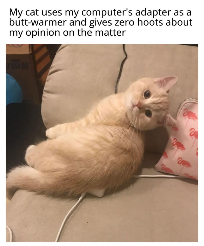 My cat uses my computer's adapter as a butt-warmer and gives zero hoots about my opinion on the matter