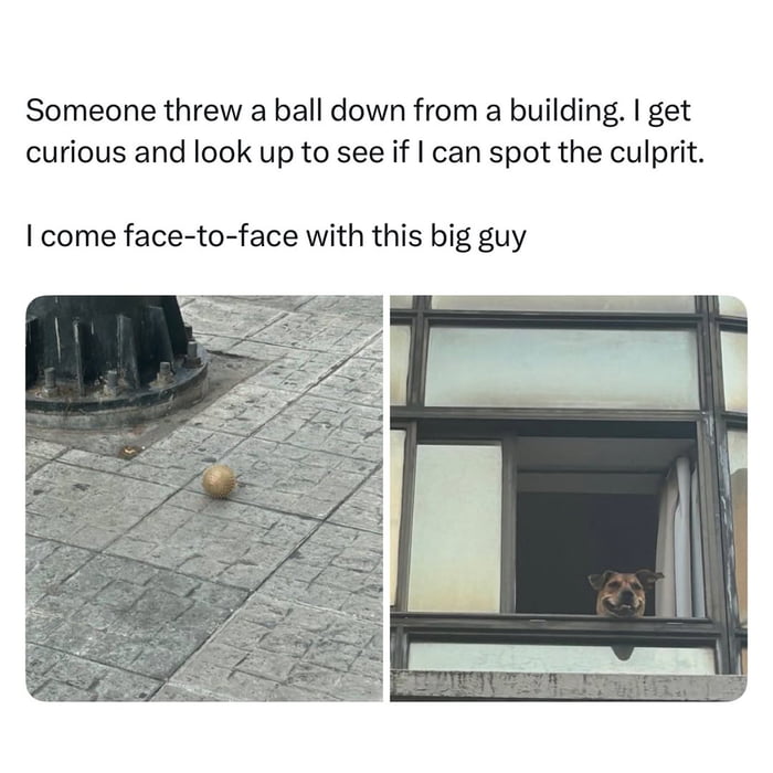 Someone threw a ball down from a building. I get curious and look up to see if I can spot the culprit. I come face-to-face with this big guy