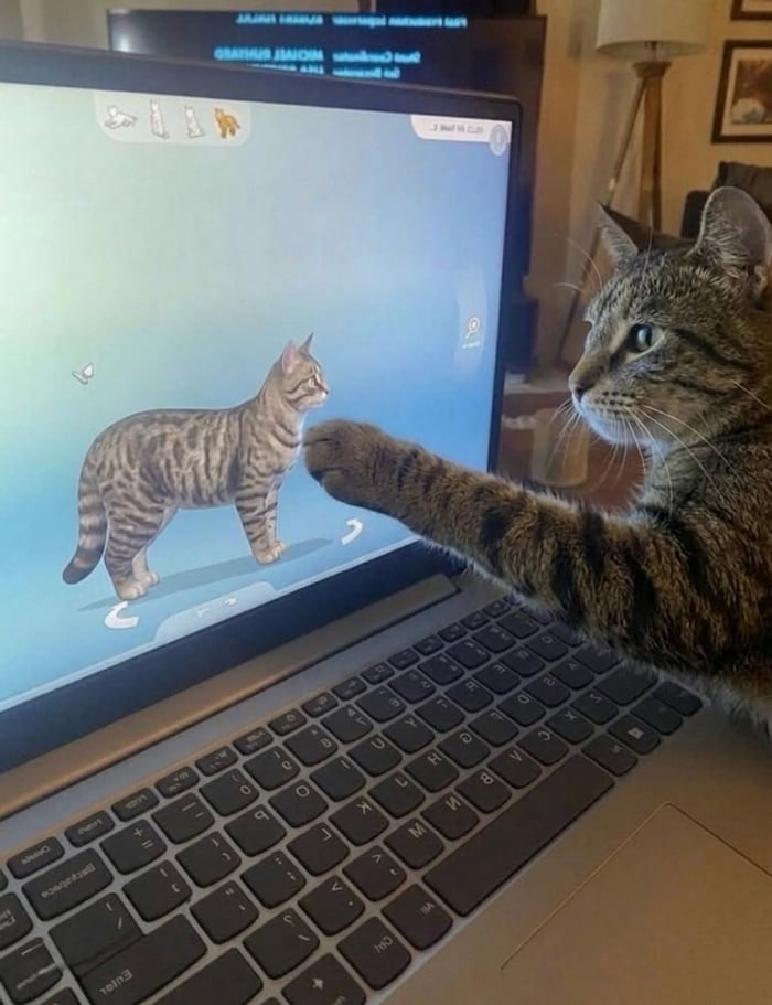 A real tabby cat reaches out with its paw towards a virtual cat displayed on a laptop screen, which appears to be from a life simulation game like The Sims.