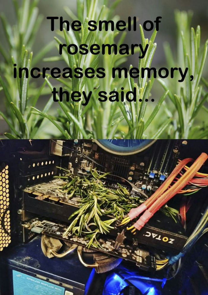The smell of rosemary increases memory, they said...