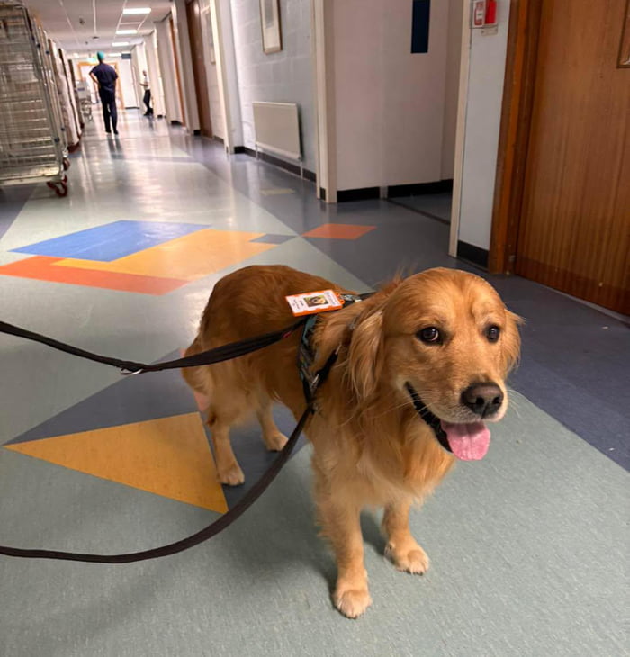 A happy golden retriever dog wearing a harness with an ID tag, standing in a hospital or clinic hallway. A person in medical scrubs is visible in the background.