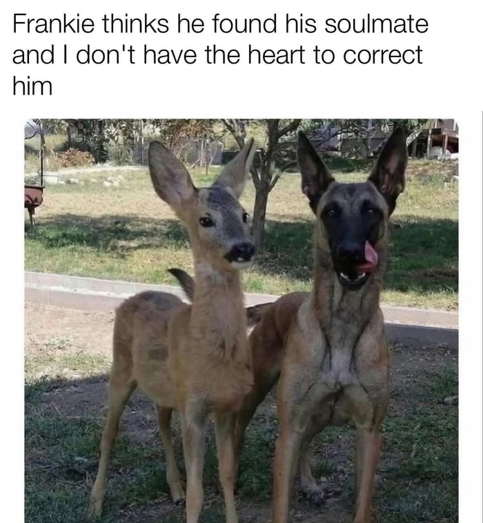 Frankie thinks he found his soulmate and I don't have the heart to correct him