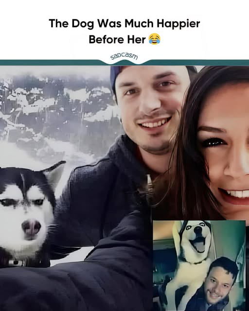 The Dog Was Much Happier Before Her 😂 sadcasm