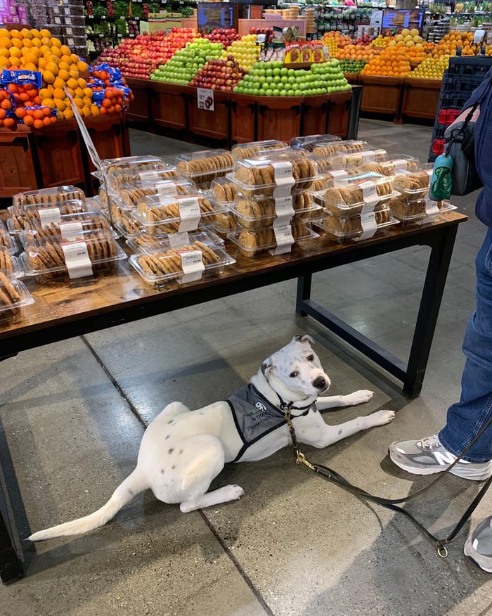 IN TRAINING Please Don't Pet Me