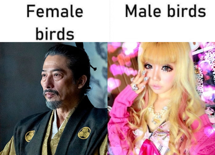 Female birds Male birds