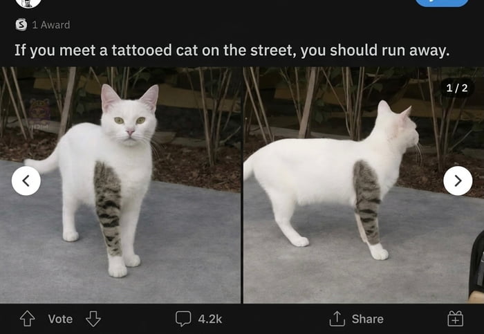 If you meet a tattooed cat on the street, you should run away.