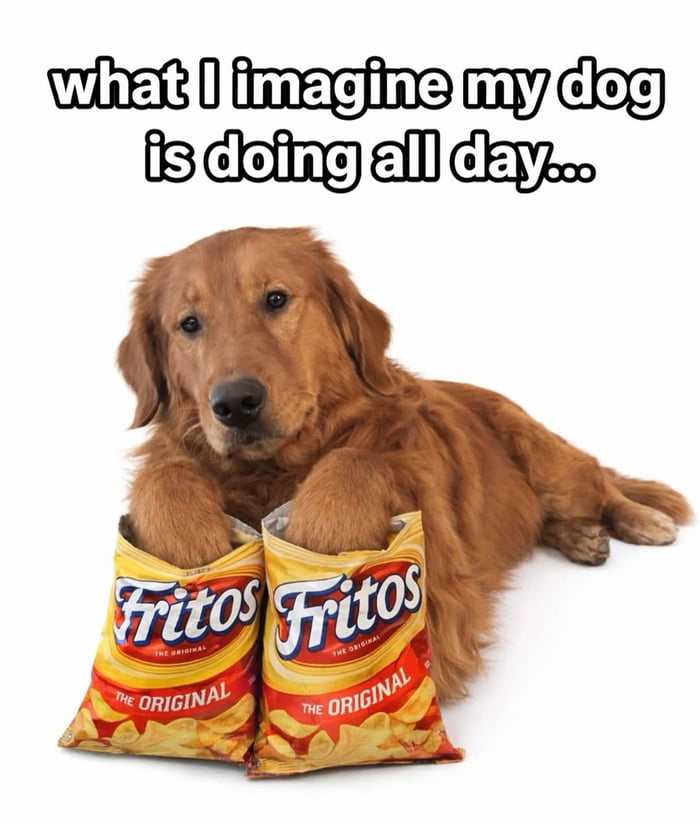 what I imagine my dog is doing all day...