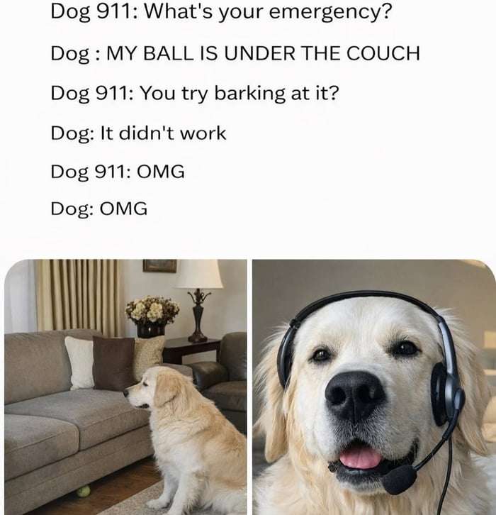 Dog 911: What's your emergency? Dog: MY BALL IS UNDER THE COUCH Dog 911: You try barking at it? Dog: It didn't work Dog 911: OMG Dog: OMG