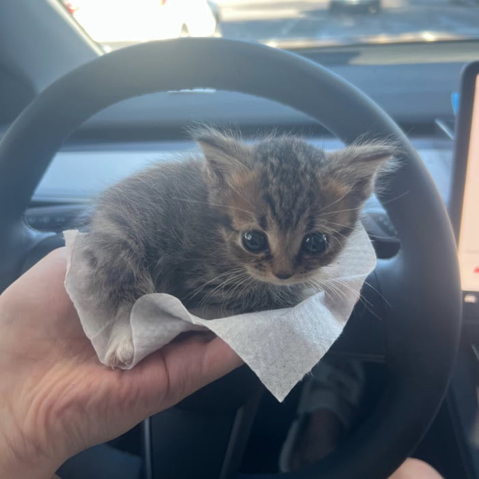 A tiny tabby kitten with big eyes is held in a hand, sitting on a piece of tissue paper inside a car.