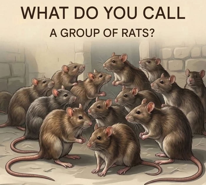 WHAT DO YOU CALL A GROUP OF RATS?