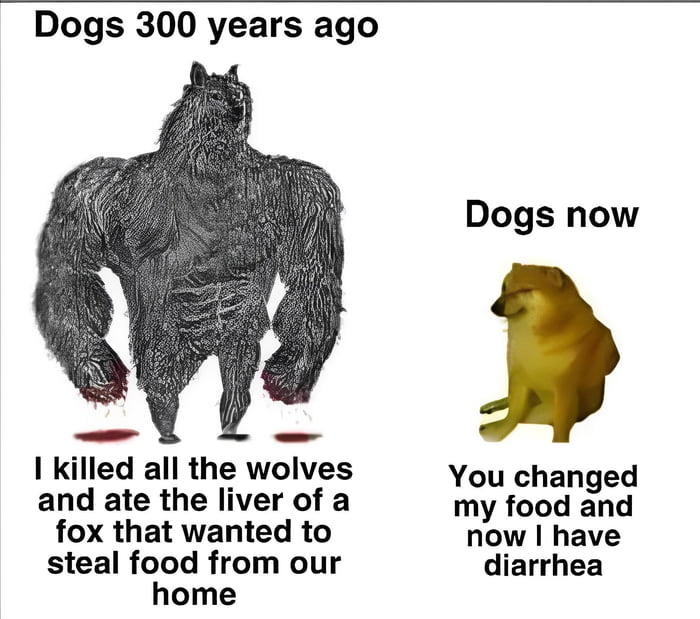Dogs 300 years ago I killed all the wolves and ate the liver of a fox that wanted to steal food from our home Dogs now You changed my food and now I have diarrhea