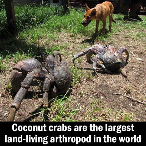 Coconut crabs are the largest land-living arthropod in the world