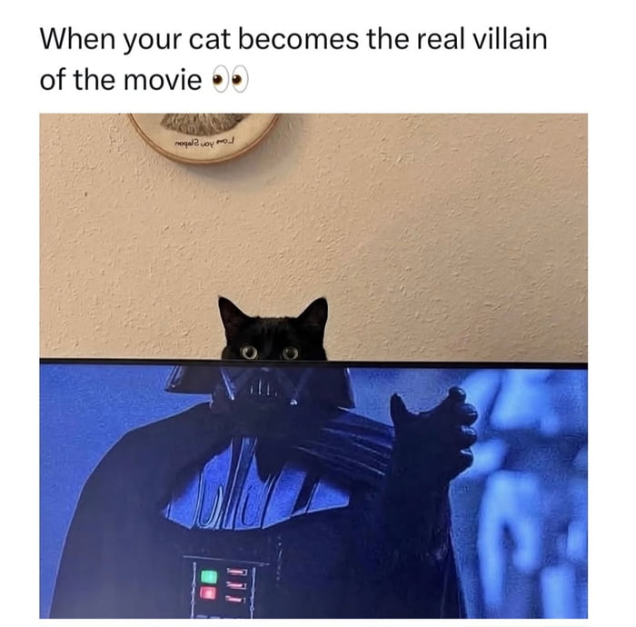 When your cat becomes the real villain of the movie 👀