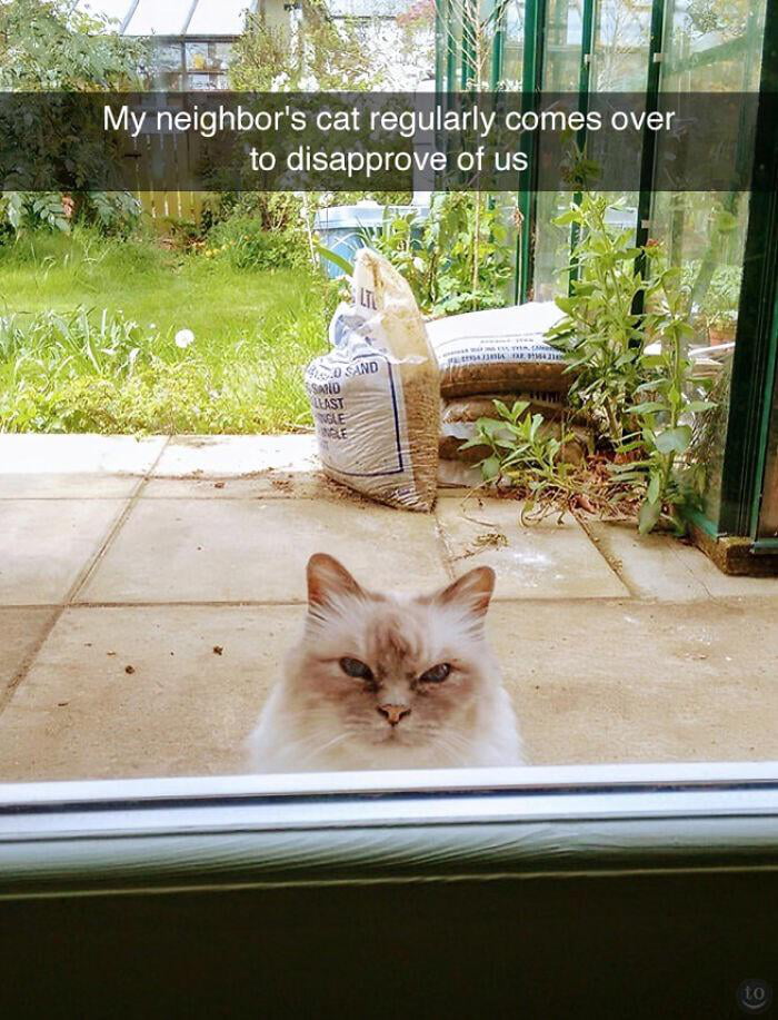 My neighbor's cat regularly comes over to disapprove of us