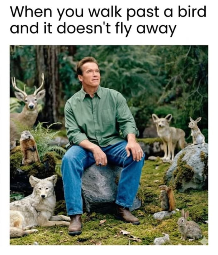 When you walk past a bird and it doesn't fly away