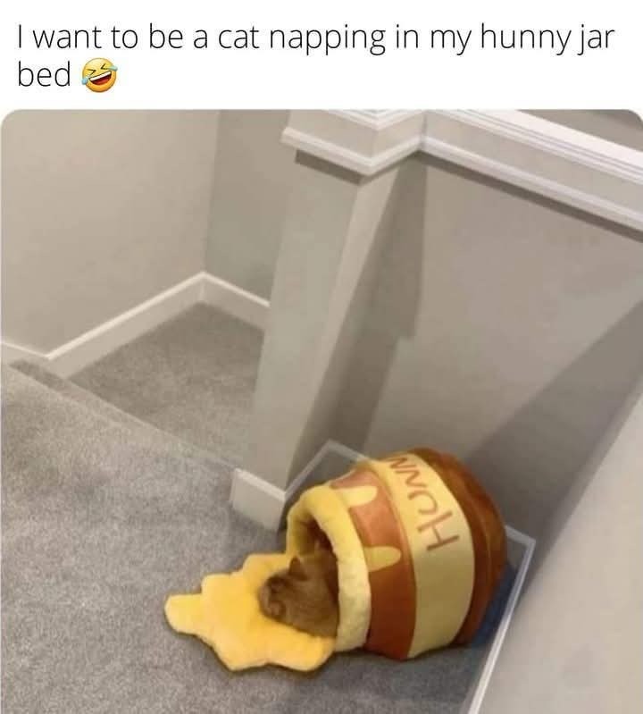 I want to be a cat napping in my hunny jar bed 😂