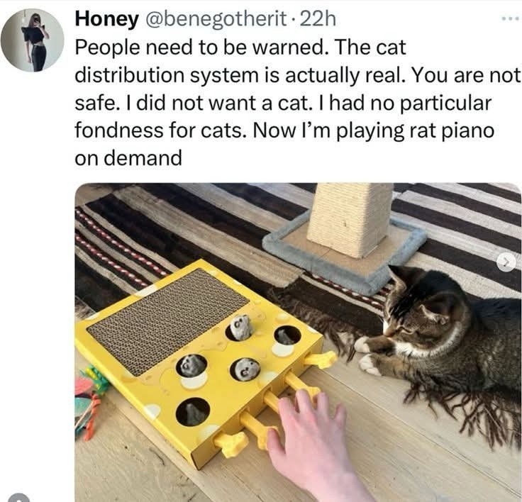 Honey @benegotherit - 22h People need to be warned. The cat distribution system is actually real. You are not safe. I did not want a cat. I had no particular fondness for cats. Now I'm playing rat piano on demand