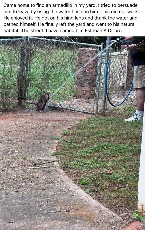 Came home to find an armadillo in my yard. I tried to persuade him to leave by using the water hose on him. This did not work. He enjoyed it. He got on his hind legs and drank the water and bathed himself. He finally left the yard and went to his natural habitat. The street. I have named him Esteban A Dillard.