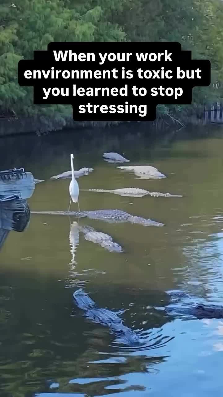 When your work environment is toxic but you learned to stop stressing