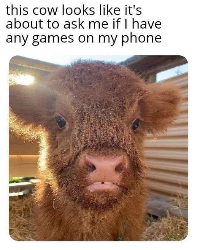 this cow looks like it's about to ask me if I have any games on my phone