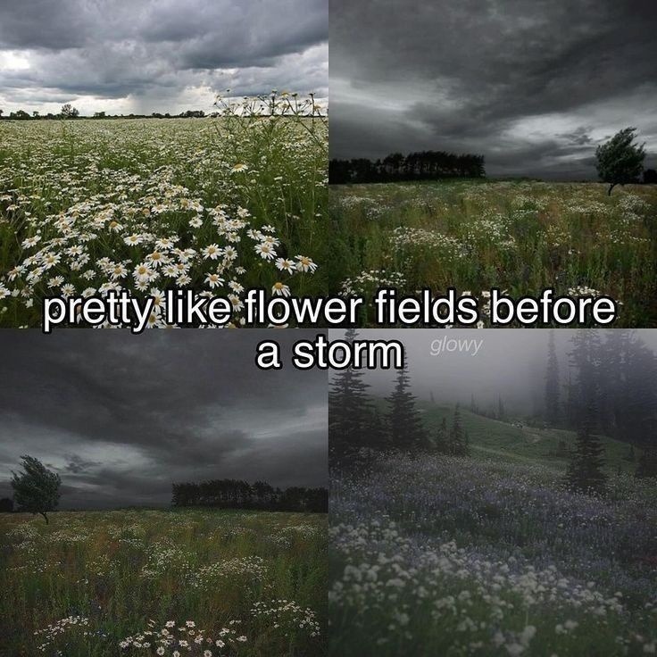 pretty like flower fields before a storm glowy