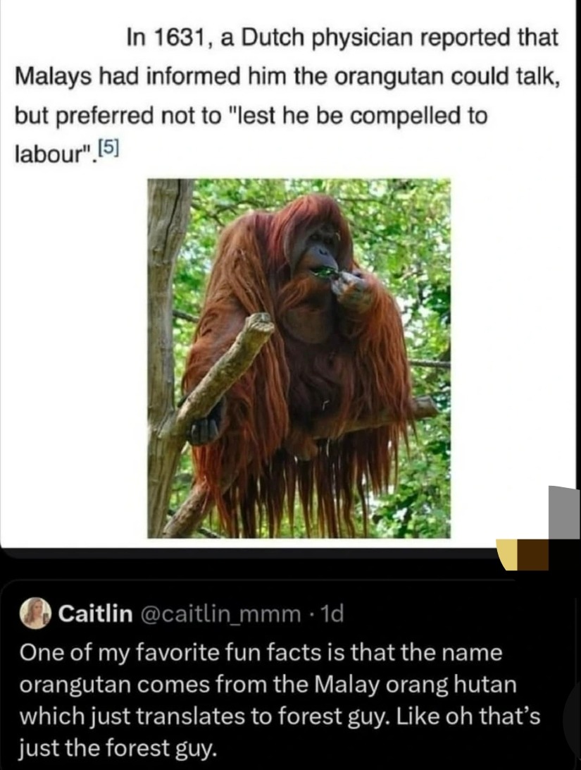 In 1631, a Dutch physician reported that Malays had informed him the orangutan could talk, but preferred not to 