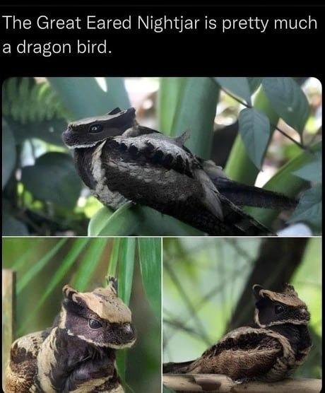 The Great Eared Nightjar is pretty much a dragon bird.
