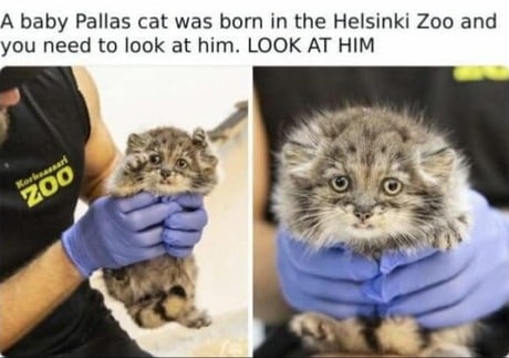 A baby Pallas cat was born in the Helsinki Zoo and you need to look at him. LOOK AT HIM. Korkeasaari ZOO