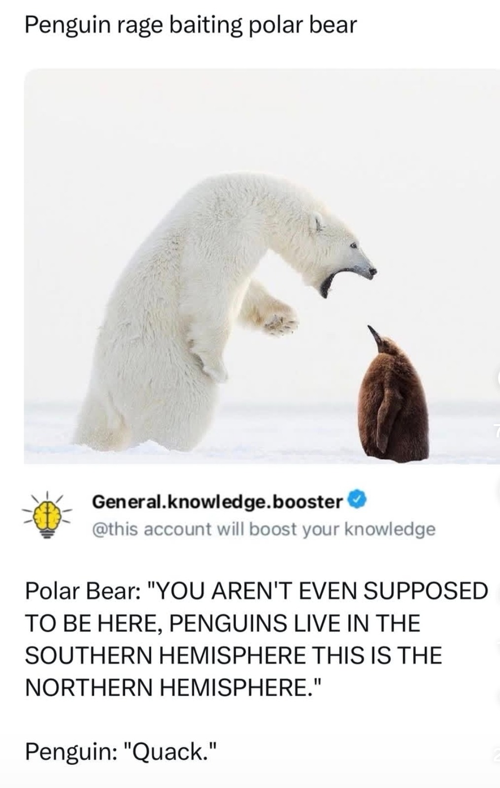 Penguin rage baiting polar bear. General.knowledge.booster @this account will boost your knowledge. Polar Bear: 