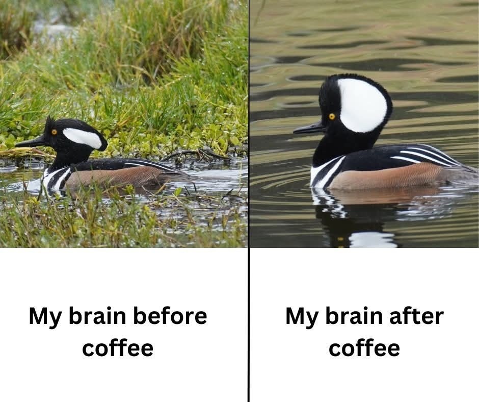 My brain before coffee. My brain after coffee.