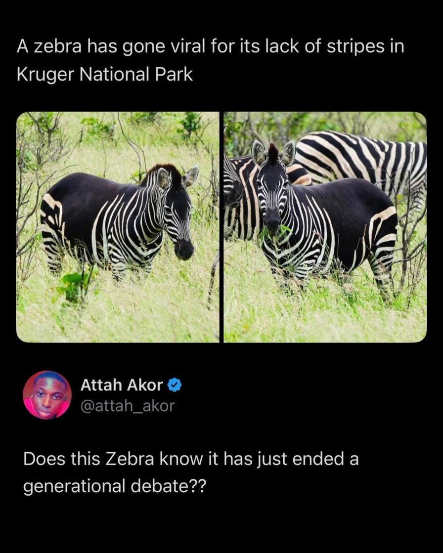 A zebra has gone viral for its lack of stripes in Kruger National Park. Does this Zebra know it has just ended a generational debate??