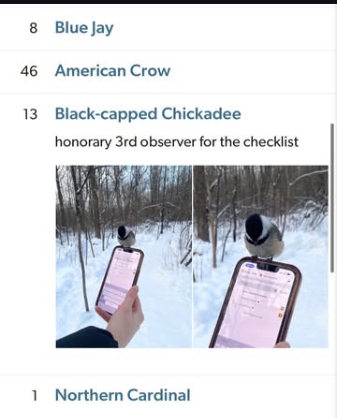 8 Blue Jay, 46 American Crow, 13 Black-capped Chickadee, honorary 3rd observer for the checklist, 1 Northern Cardinal. A person is holding a smartphone in a snowy forest, and a Black-capped Chickadee is perched on the phone.