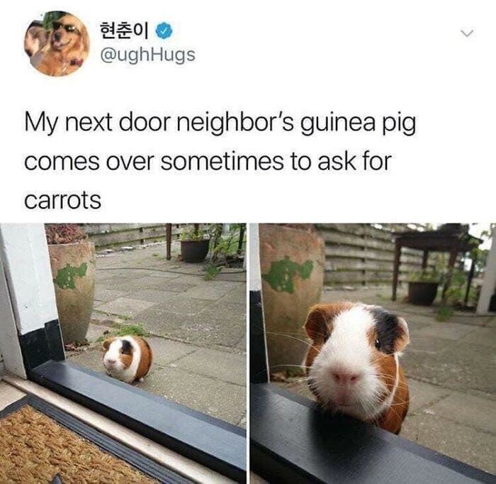 My next door neighbor's guinea pig comes over sometimes to ask for carrots