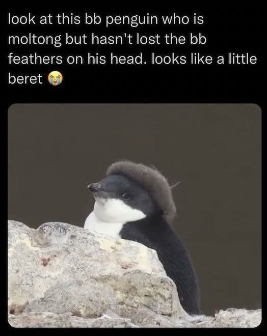 look at this bb penguin who is molting but hasn't lost the bb feathers on his head. looks like a little beret 😭