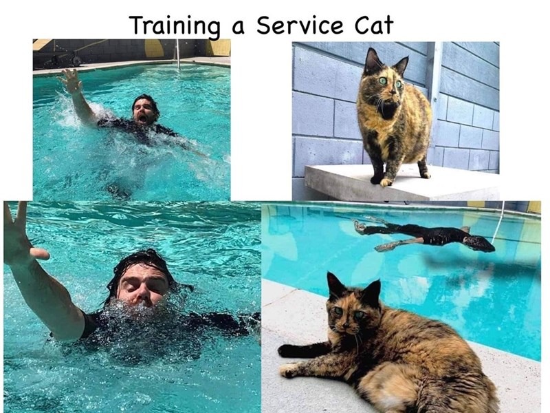 Training a Service Cat. A man is struggling in a pool, appearing to drown. A cat is observing from the side, then later the man is seen floating lifelessly underwater while the cat calmly lies by the pool.