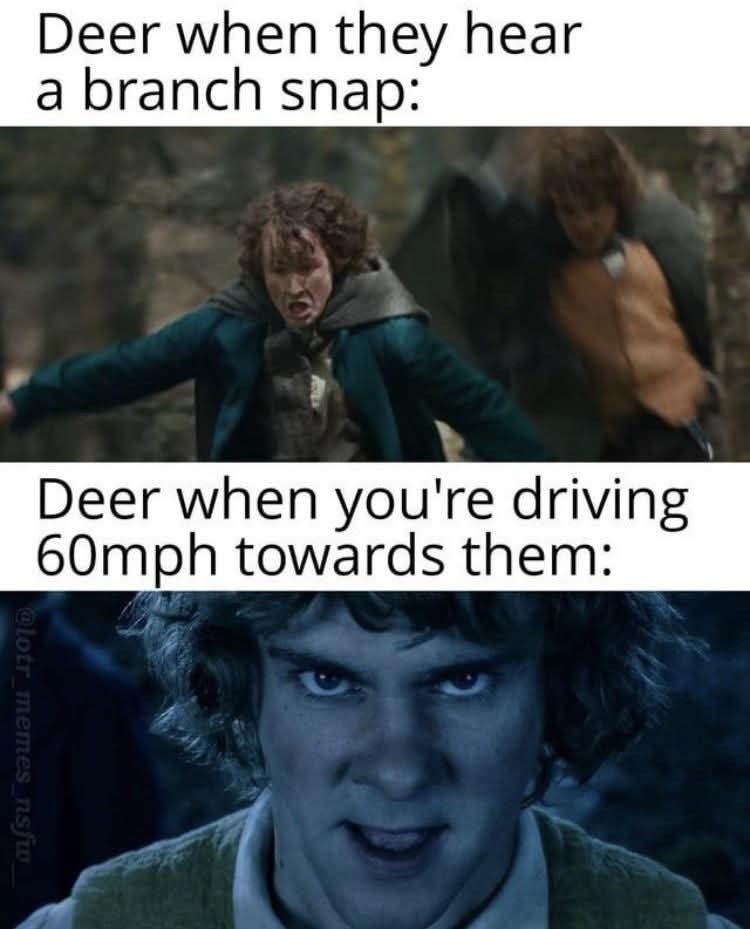 Deer when they hear a branch snap: Deer when you're driving 60mph towards them:
