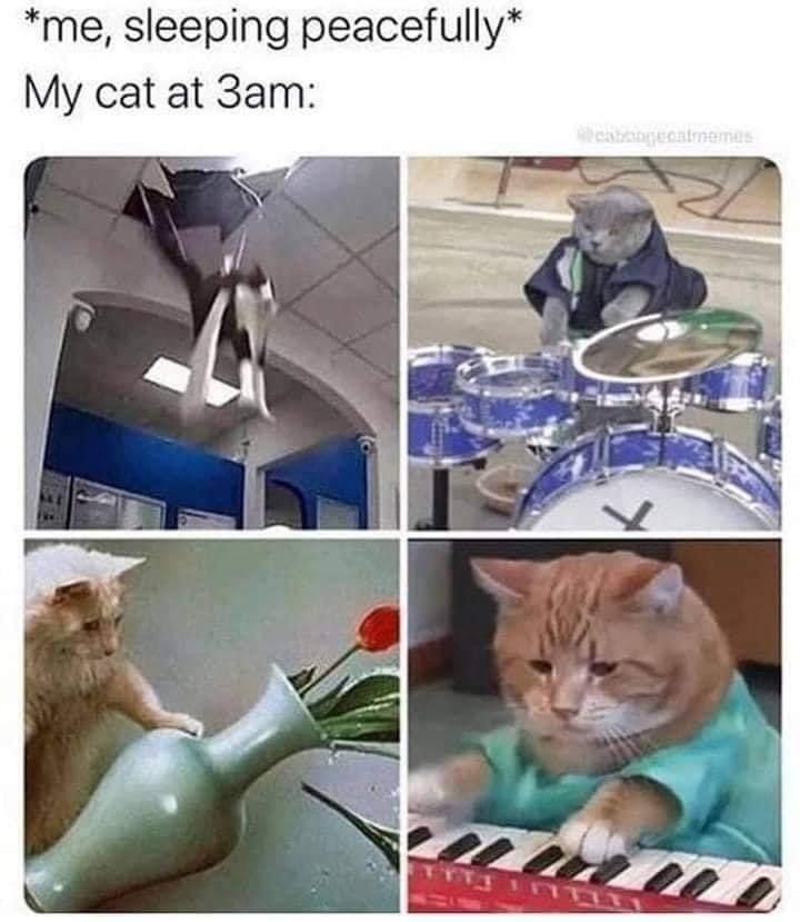 *me, sleeping peacefully* My cat at 3am: A four-panel meme depicting a cat causing various disturbances. In the top left, a cat is falling through a ceiling. In the top right, a cat is playing a drum set. In the bottom left, a cat is knocking over a vase with flowers. In the bottom right, a cat is playing a keyboard.