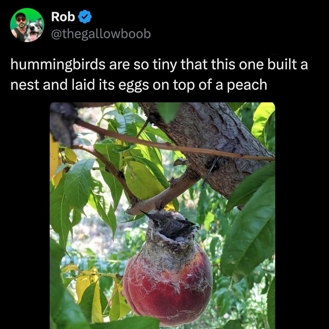 hummingbirds are so tiny that this one built a nest and laid its eggs on top of a peach