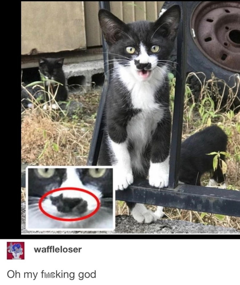 A black and white cat with a distinctive black marking under its nose that resembles a tiny cat. The cat is standing on its hind legs with its mouth open, looking surprised. An inset image zooms in on the cat's face, highlighting the 'cat within a cat' marking with a red circle. The text below the image reads 'waffleloser Oh my fucking god'.