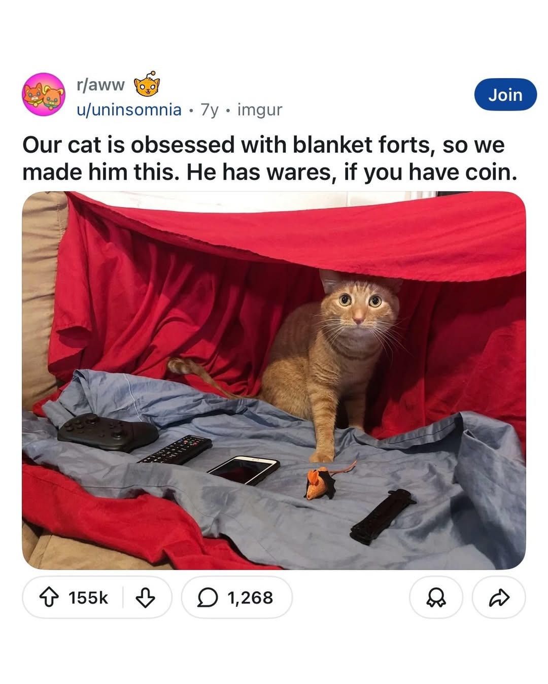 r/aww Our cat is obsessed with blanket forts, so we made him this. He has wares, if you have coin.