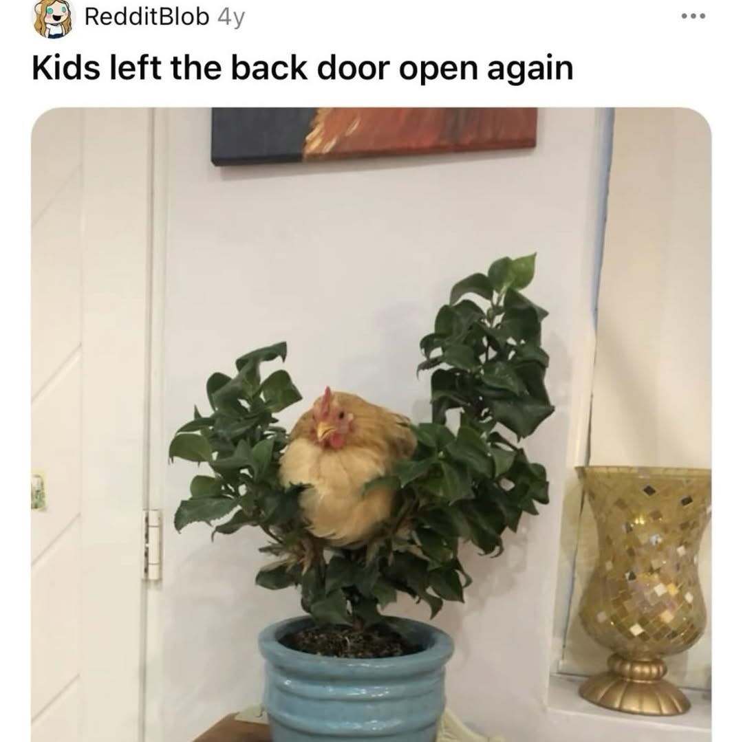 Kids left the back door open again