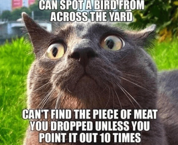 CAN SPOT A BIRD FROM ACROSS THE YARD CAN'T FIND THE PIECE OF MEAT YOU DROPPED UNLESS YOU POINT IT OUT 10 TIMES