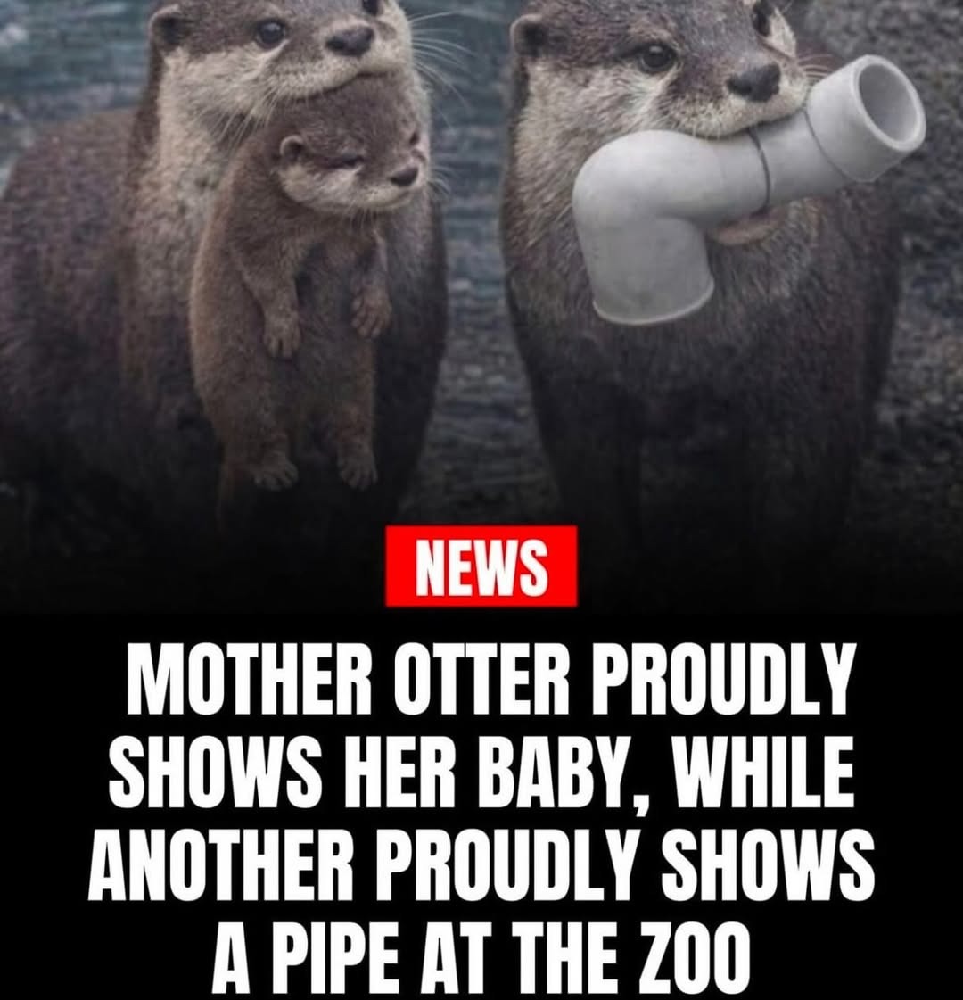 NEWS MOTHER OTTER PROUDLY SHOWS HER BABY, WHILE ANOTHER PROUDLY SHOWS A PIPE AT THE ZOO