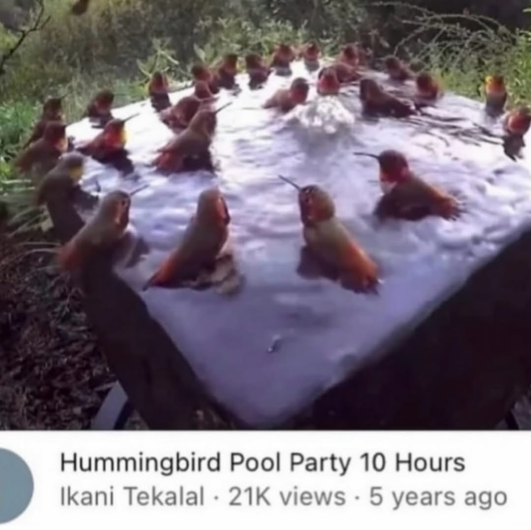 Hummingbird Pool Party 10 Hours