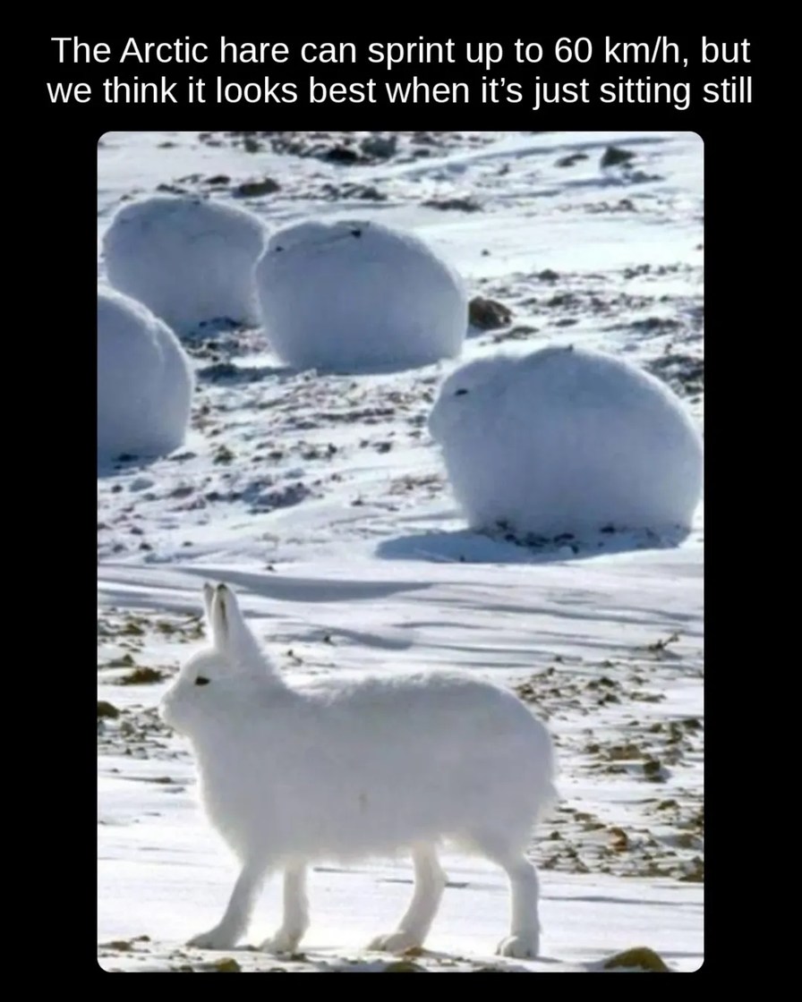 The Arctic hare can sprint up to 60 km/h, but we think it looks best when it's just sitting still