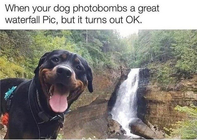 When your dog photobombs a great waterfall Pic, but it turns out OK.